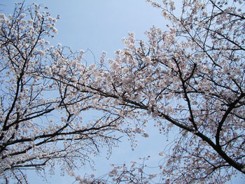Cerisiers en fleur