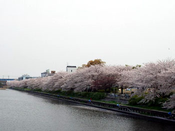 Cerisiers d'Arakogawa Kouen