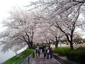 Cerisiers d'Arakogawa Kouen