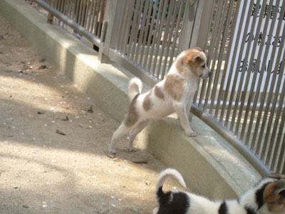 Municipal Pets Center