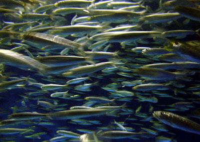 Poissons