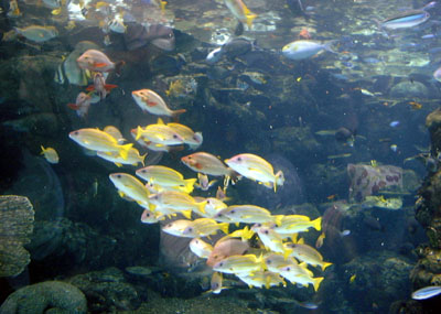 Poissons
