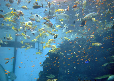 Poissons