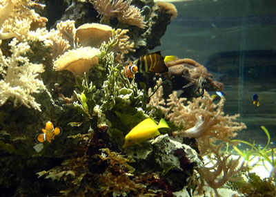 Nemo