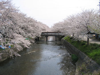 Cerisiers et pont