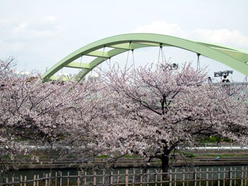 Cerisiers d'Arakogawa Kouen